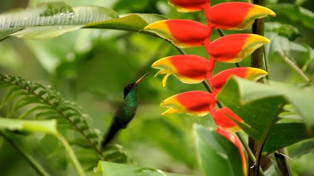 Удивительные факты веры — Колибри смотреть онлайн