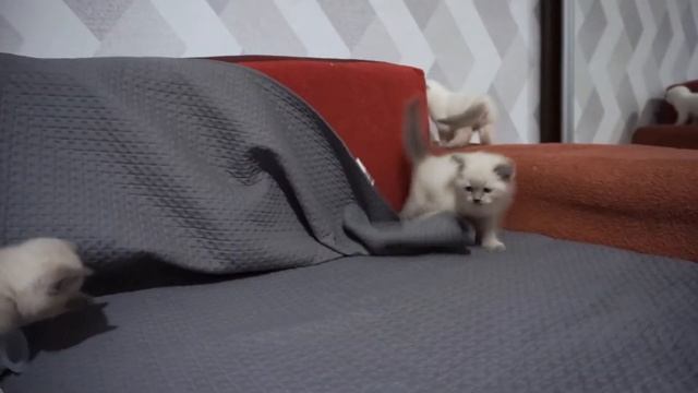 ? Милые котята играют рядом с мамой? смотреть онлайн