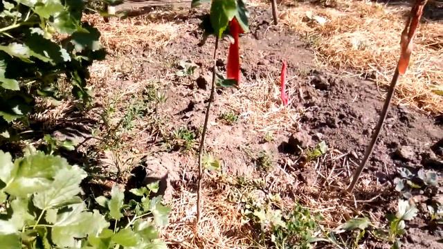 ФУНДУК+весенняя посадка=НЕ СОВЕТУЮ!!!! смотреть онлайн