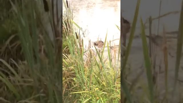 Сезон охоты на утку с собакой 12.08.2017 открыт