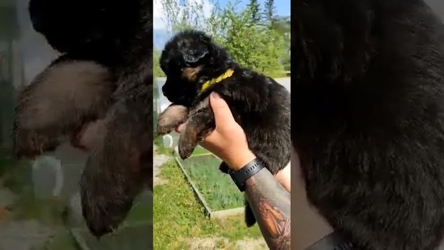 🔥Щенок Немецкой овчарки🔥На продажу вот такая красотка! Сука, 3 недели, длинношерстная т 89501924922 смотреть онлайн