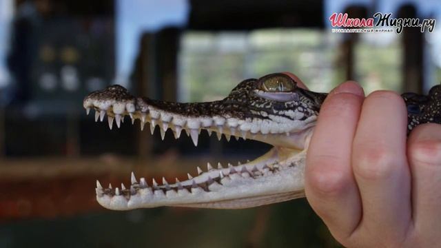 Как Содержать Экзотическое Животное в Домашних Условиях? Крокодил смотреть онлайн