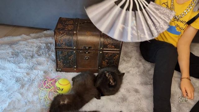 чёрненькие шотландские вислоухие котята смотреть онлайн