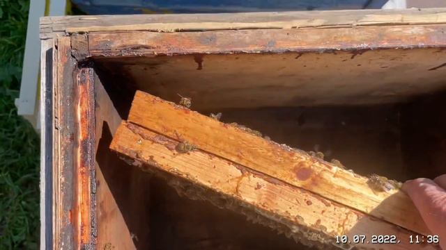 Расширение отводка с итальянской пчелой смотреть онлайн