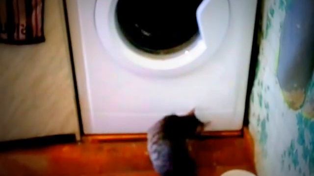 РЕАКЦИЯ КОТА НА СТИРАЛЬНУЮ МАШИНУ!!! смотреть онлайн