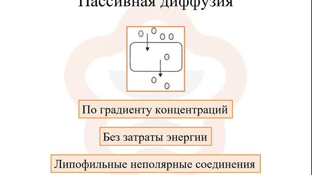 1.3. Фармакокинетика: всасывание (абсорбция) смотреть онлайн