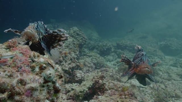 Carnivores of the Coral Garden Nature Sea, 2018 HD Documentary. смотреть онлайн