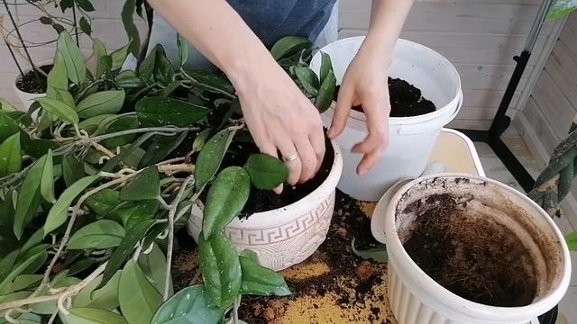 ПЕРЕСАДКА БОЛЬШОЙ ХОЙИ КАРНОЗЫ смотреть онлайн