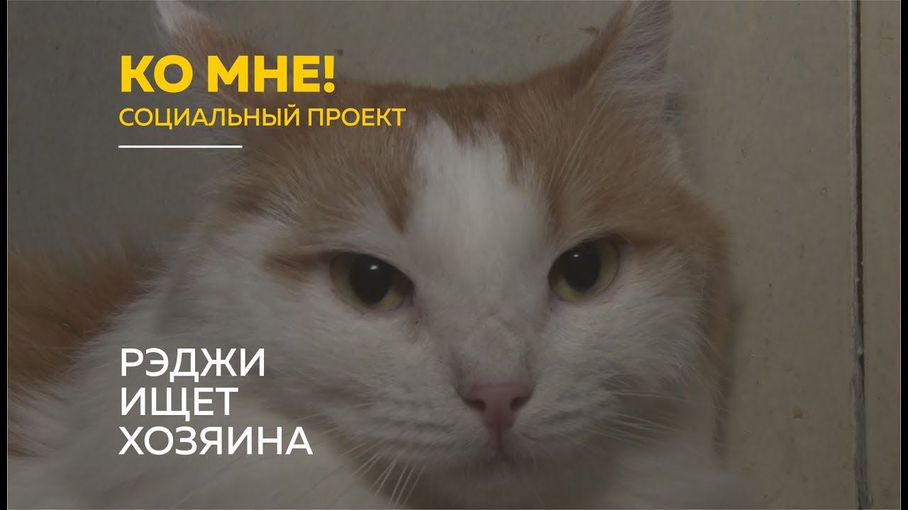 «Ко мне!»: как избежать стресса и адаптировать котов к новому дому смотреть онлайн