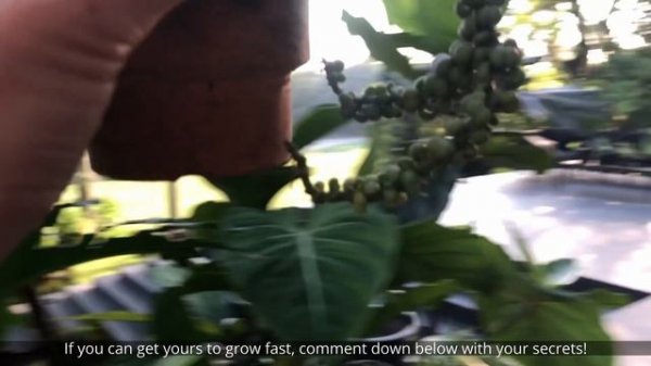 Dischidia introduction, plant tour and care tips!