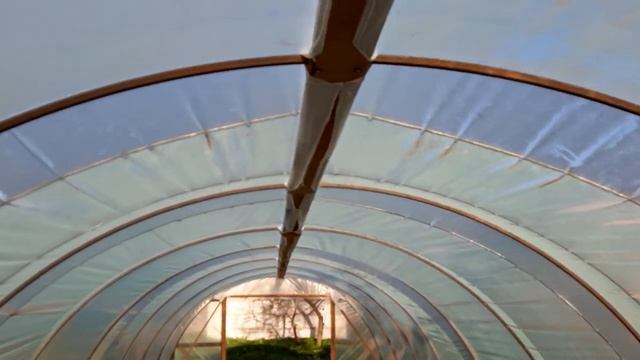 Зимний парник. Рассада клубники. смотреть онлайн