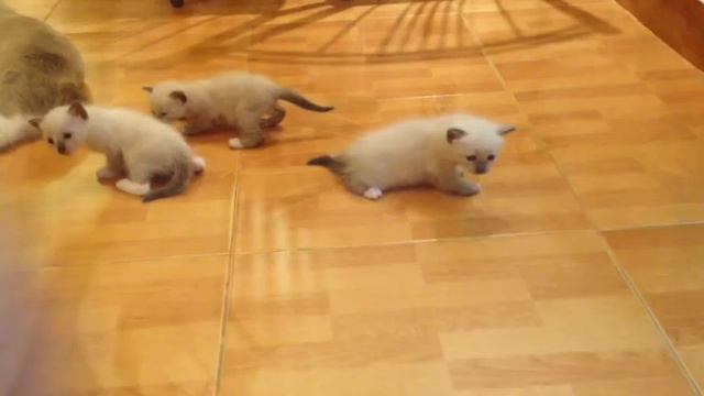 У ВАС ПОЯВИЛСЯ КОТЁНОК . ЧТО НУЖНО КУПИТЬ В ПЕРВУЮ ОЧЕРЕДЬ? смотреть онлайн