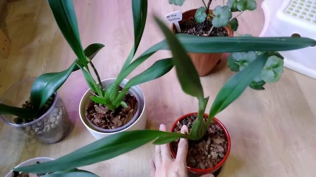 Обзор орхидей из Ашана (уценка и не только): дендробиум, камбрия, фаленопсисы) смотреть онлайн