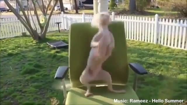 ТАНЦЫ ЖИВОТНЫХ♥.!♥!!! смотреть онлайн
