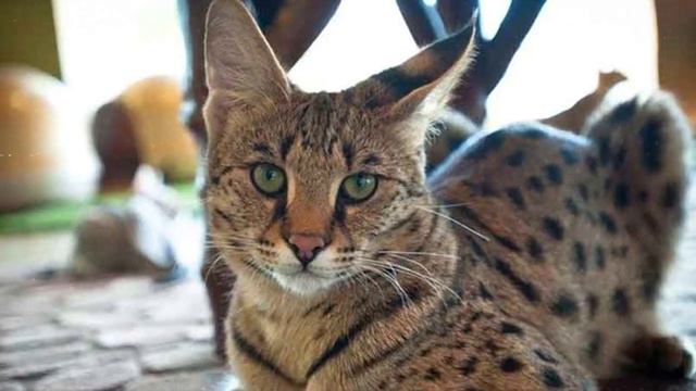 Unveiling the 10 Most Exotic Cat Breeds Ever! смотреть онлайн