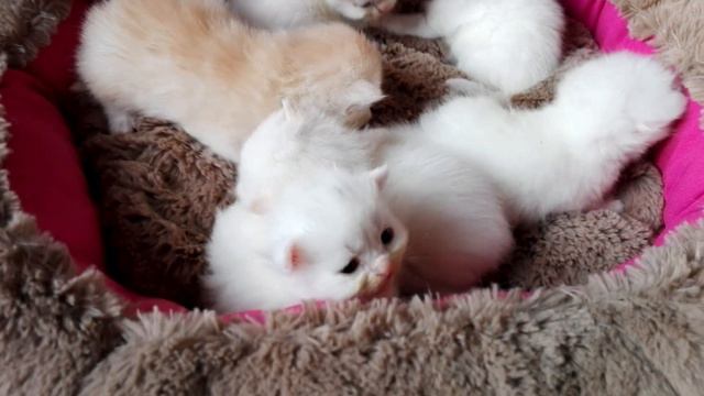 Белоснежные котята шотландской породы кошек смотреть онлайн