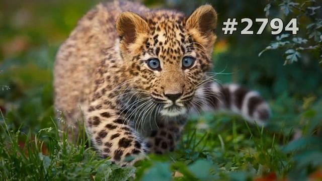 #2794. Леопарды (В мире животных)