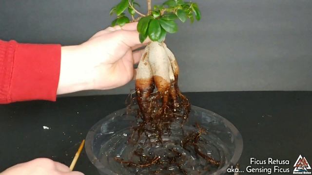 Ficus Retusa (aka... Ginseng Ficus)  - How To Repot Into Bonsai Pot