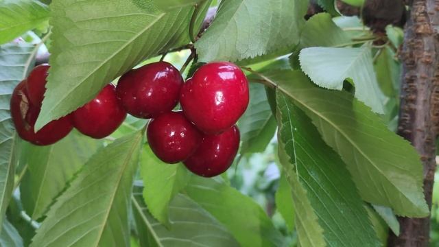Grace Star Cherries 2022 смотреть онлайн