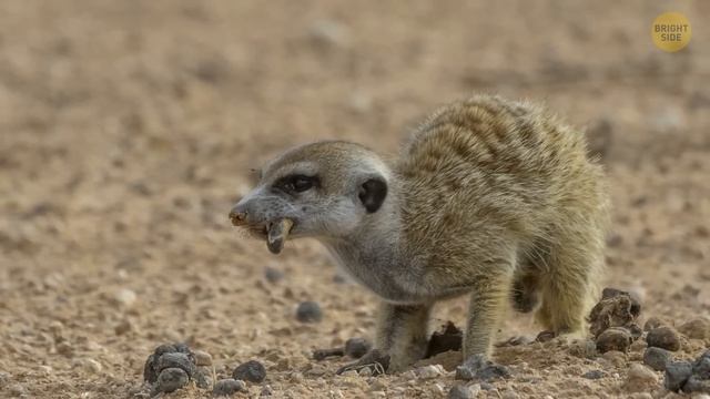 The Hardest Animal Test Only 1% Can Pass смотреть онлайн