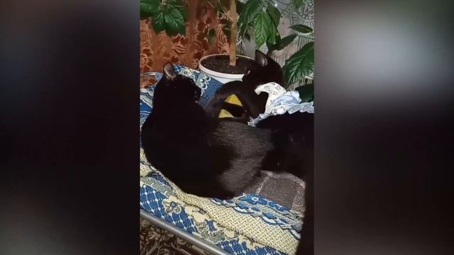 Кот грустит. Со мною вот что происходит. смотреть онлайн