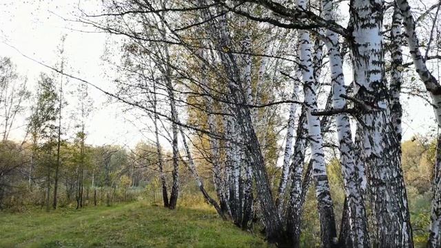 Закрываю грибной сезон 2022 года! Тихая охота в сентябре??? смотреть онлайн