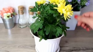 Как навсегда избавиться от мошек на цветах