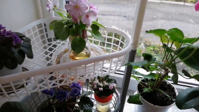 Обзор цветочков на кухне (окне). смотреть онлайн