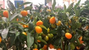 Карликовые японские мандарины и кумкват
