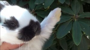 Крольчата Немецкий Пестрый Великан (строкач). Большие кролики великаны, развитие крольчат.