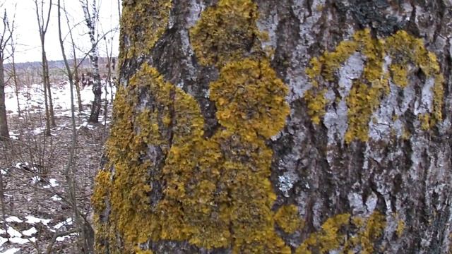 Грибалка по обочинам экодороги смотреть онлайн