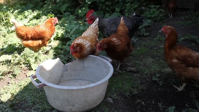 Куры несутся смотреть онлайн