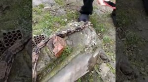 самая большая змея найденная в Дагестане