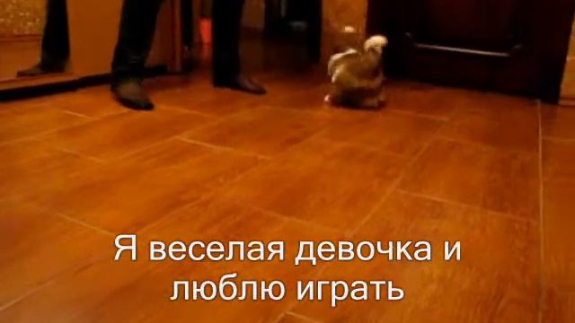 Щенок ши-тцу по имени София смотреть онлайн