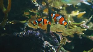 ♪ Музыка Глубокого Сна ♪ Слушаете и Сразу Погружаетесь В Глубокий Сон ♪