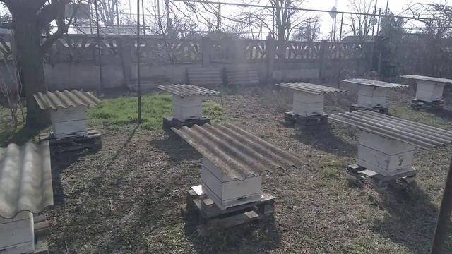 Первый весенний облет пчел состоялся.Все семьи живы. смотреть онлайн