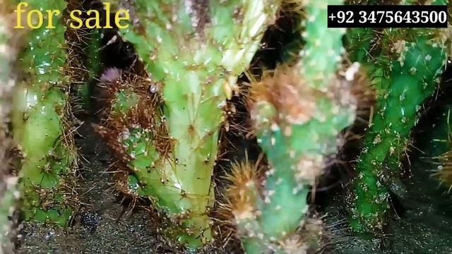 Espostoa cactus plant cutting grow for sale cactus смотреть онлайн