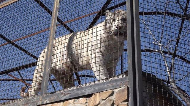 ВПЕЧАТЛЯЮЩЕ!?Идем по парку Тайган, а над нами ОГРОМНЫЙ БЕЛЫЙ ТИГР!??? смотреть онлайн