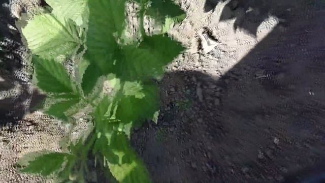 Малина Карамелька, Малиновая Гряда, Похвалинка и Самохвал. Осторожные выводы по первому плодоношени