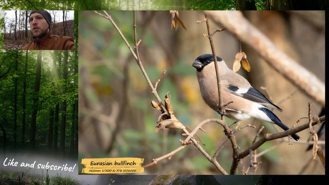 Birding with Bence - Chickadees, siskins, finches in the forest смотреть онлайн