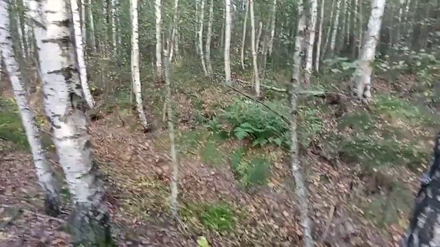 ###Чудесный Лес и разнообразие грибов###???☀️☀️❤️❤️❤️ смотреть онлайн