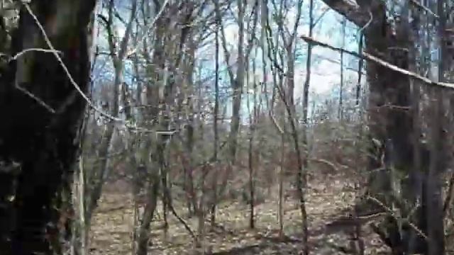 Посадка Кедра Корейского семенами в лесу. Сажу кедровые орешки в мёрзлую землю смотреть онлайн