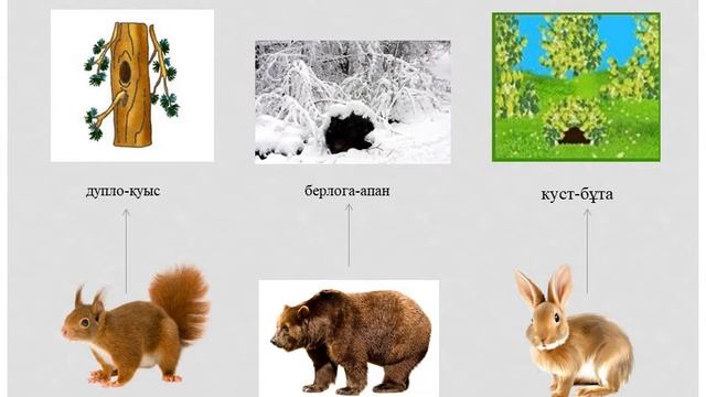 Предшкольная подготовка. 4 раздел. Урок 29. Мир диких животных. смотреть онлайн