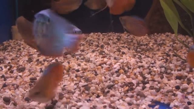 Зоомагазин Центр природы предлагает аквариумная рыбка - лялиус смотреть онлайн