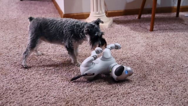 Sony Aibo V.S. Angry Puppies смотреть онлайн