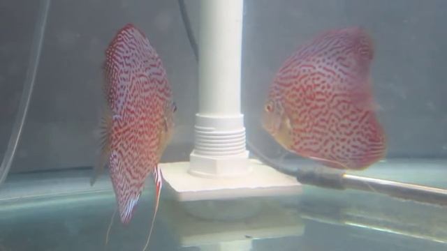 Eruption Leopard Discus Possible Breeding Pair смотреть онлайн