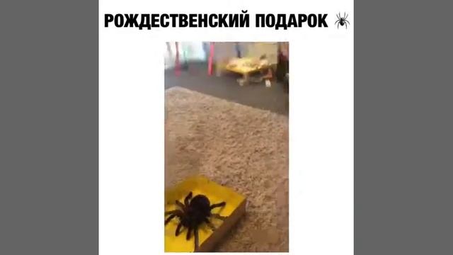 Мальчика укусил большой паук( смотреть онлайн