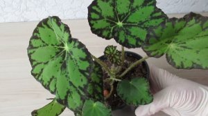 Тигровая бегония уход и содержание в квартире  #комнатныерастения#бегония#бегониятигровая#видеоютуб