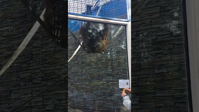 Новосибирский зоопарк орангутанг вытаскивает бананы веревкой Novosibirsk Zoo orangutan super show смотреть онлайн
