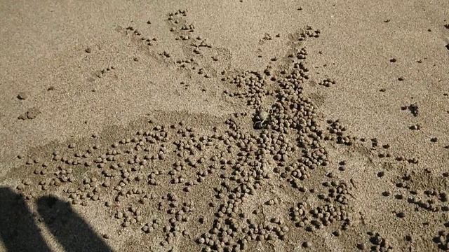 Крабики на пляже в Нгве Саунге, Мьянма смотреть онлайн